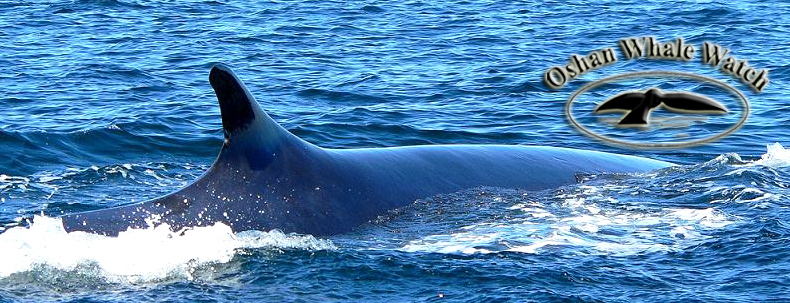 One of Northern Cape Breton, Nova Scotia's many fin whales